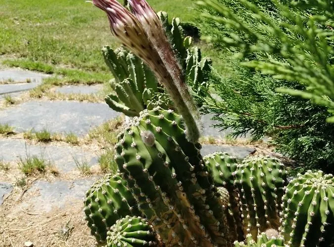 La Facera, De Madera Campsite Valparaiso
